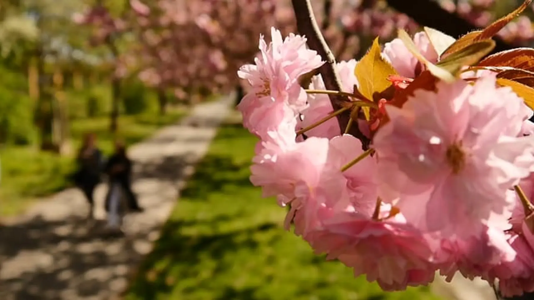 Mt-Filmdesign - Markus Thiele, rosa Blumen auf einem Baum